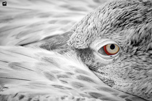 Meditation of a pelikan  Arash RostamZad asli