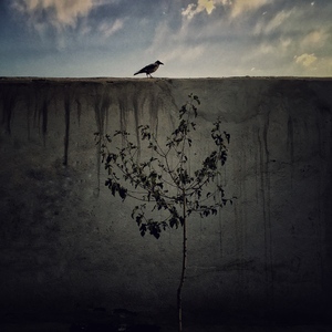 the loneliest bird  pegah ghadiri