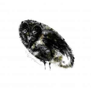 Owl Land 03  Soheil Hosseini