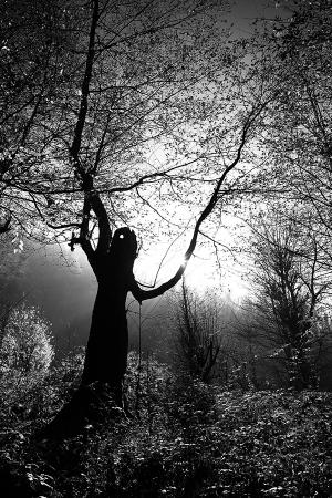 The passion of trees 03  Ali  shokri