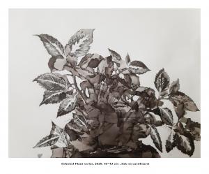 from Infested Plant Series  Mojdeh Souri