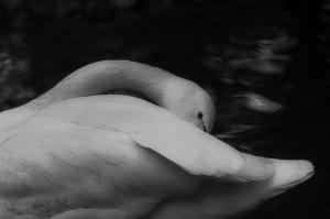 Swan Comfort   majid hojati