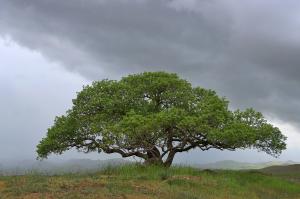 old Tree  abbas rahmani