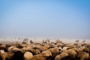 flock in the fog  Majid Shaghaei Falah