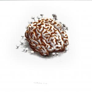 the brain 1  navid bijani